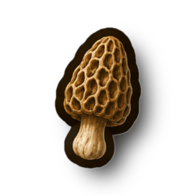 Morel Mushroom