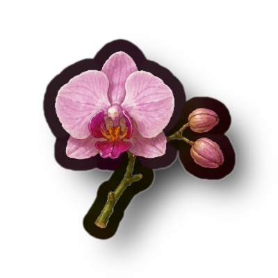 Orchid