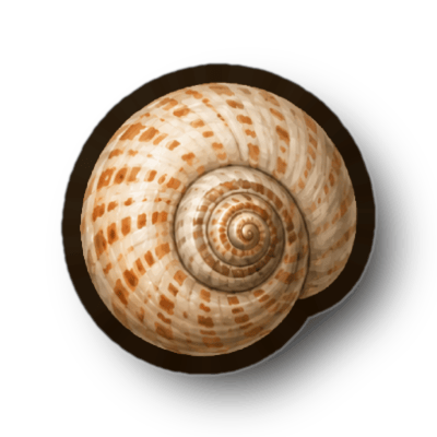 Snail Shell